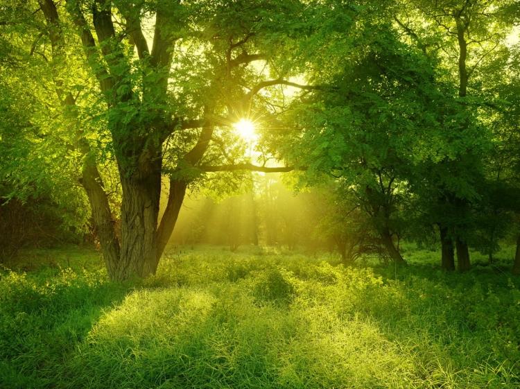 Forest notes