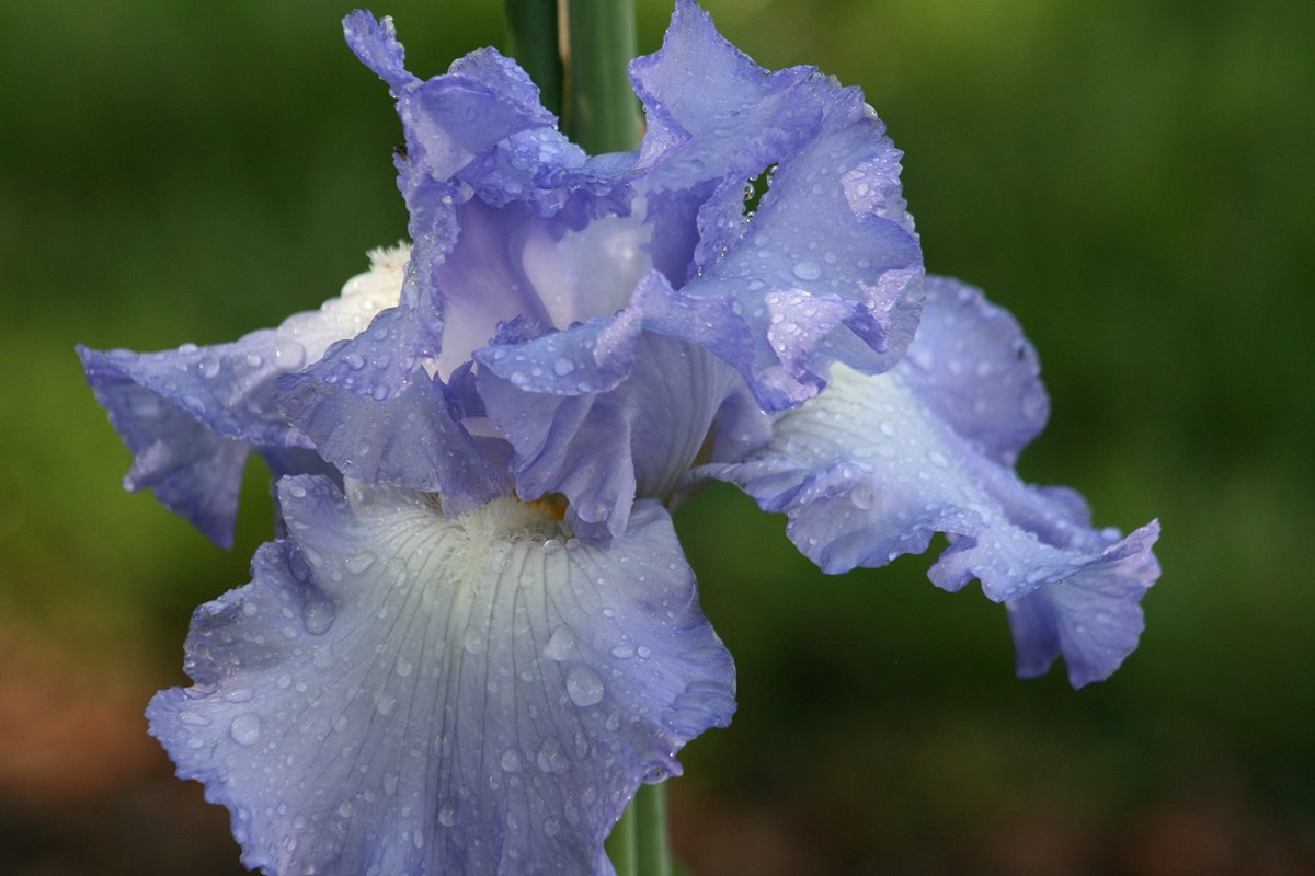 Tuscan Iris