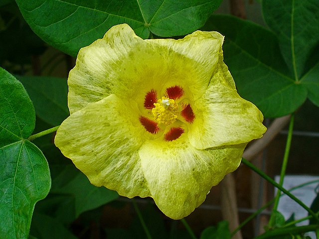Cotton Flower