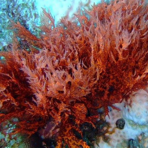 Red algae