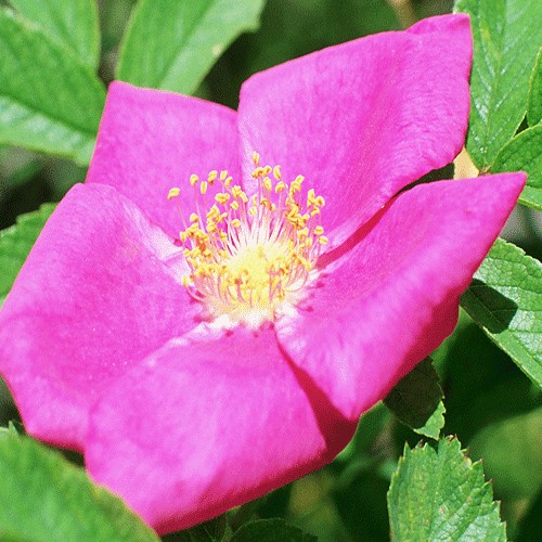 French rose