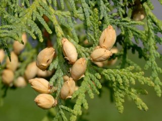 White cedar