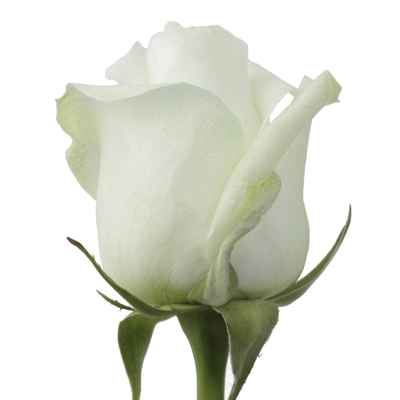 White rose