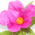 Cistus Incanus