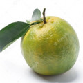 Зеленый мандарин