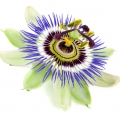 Passion flower