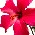 Hibiskus