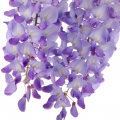 Wisteria Flower