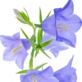 Campanula