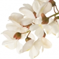 Acacia