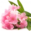 Pink oleander