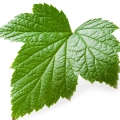 Black currant leaf