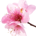 Apricot blossom