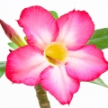 Adenium (Səhra qızılgülü)