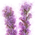 Liatris