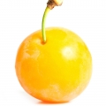 Plum Mirabel