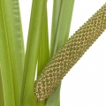 Calamus