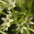 Cestrum