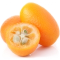 Kumquat