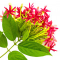 Quisqualis indica