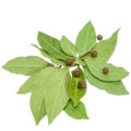 Bay Leaf