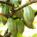 Stalk cacao