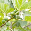 Fig Tree