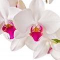 Orchid