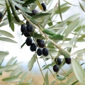 Olive tree