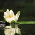 Water lily