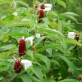 Ginger flower