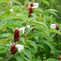 Ginger flower