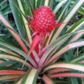 Pineapple flower