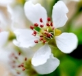 Pear flower