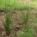 Vetiver oil