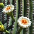 Цветок кактуса