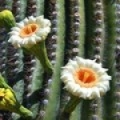 Cactus Flower