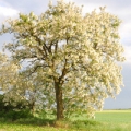 Black locust