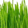 Grass