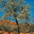 Səndəl ağacı