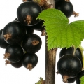 Buds of black currant