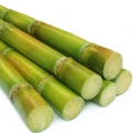 Sugar cane