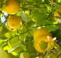 Limon ağacı