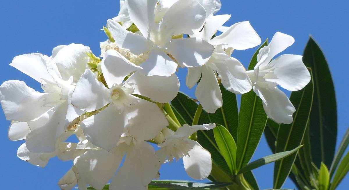 White oleander