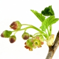 Black currant flower