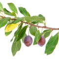 Gavalı ağacı