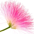 Albizia ipəyi