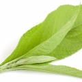 Kamfora