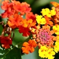 Lantana