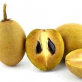 Sapodilla